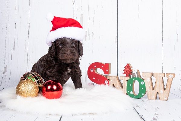 Denzelkerstw