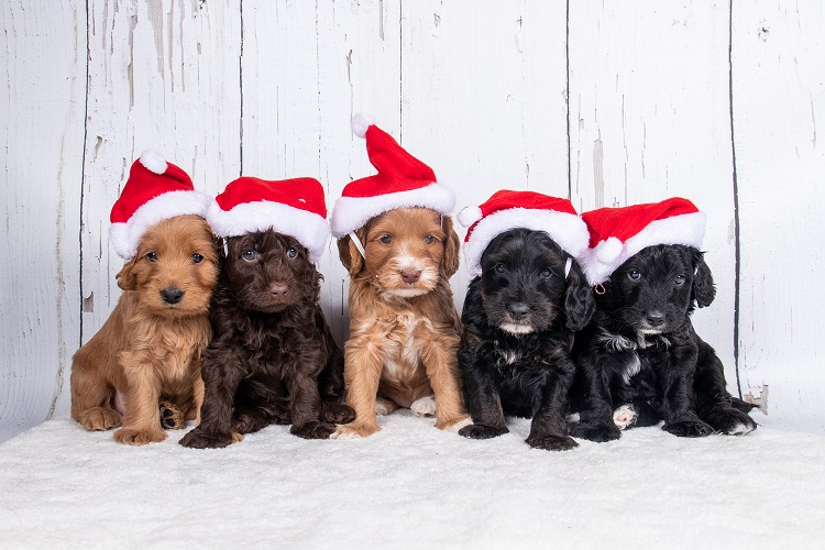 Kerst1w