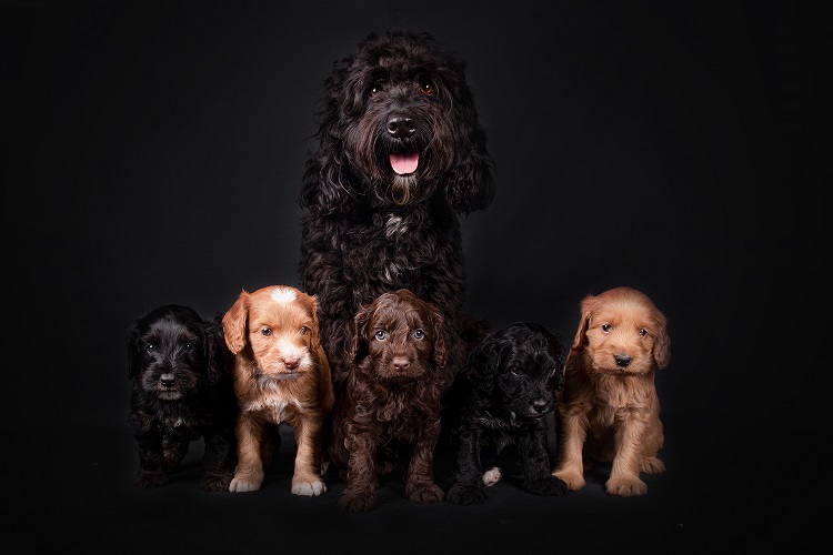 Pups&mama1w