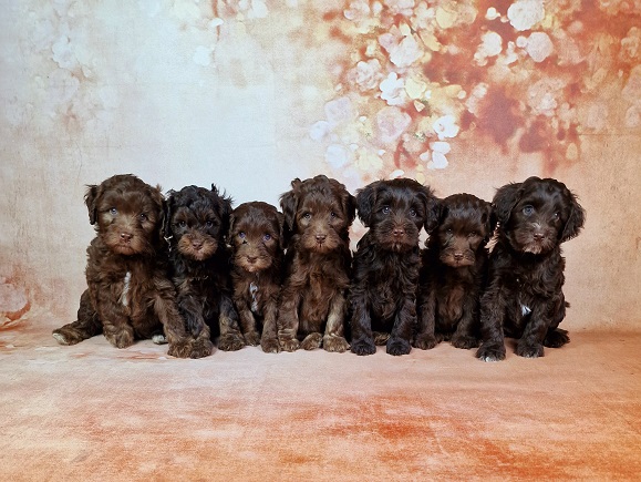 Cocobabies