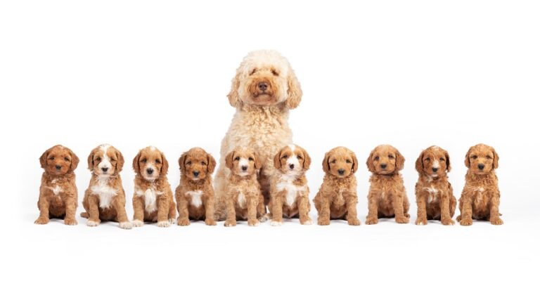 molly en puppies3