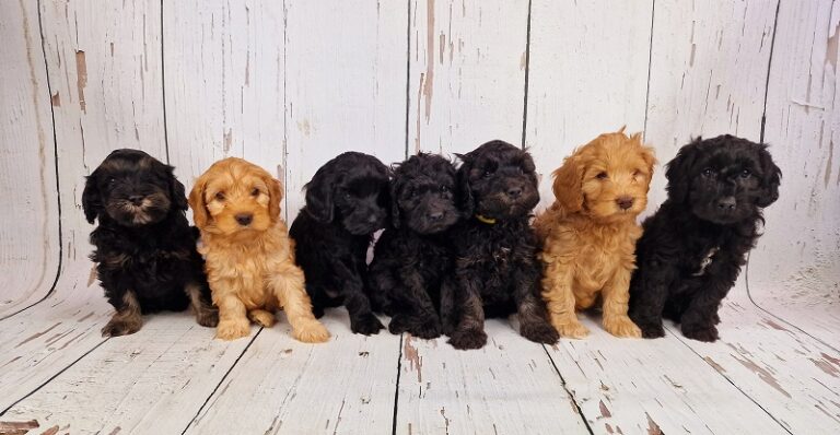 pups abbey1