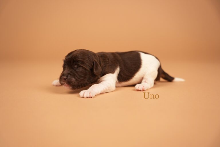 Uno1