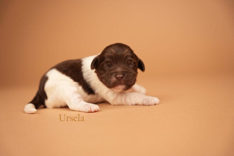 Ursela1