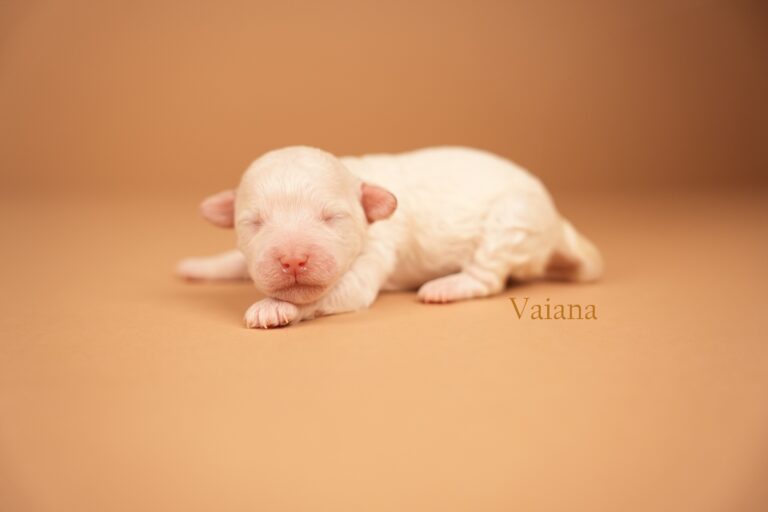 Vaiana1