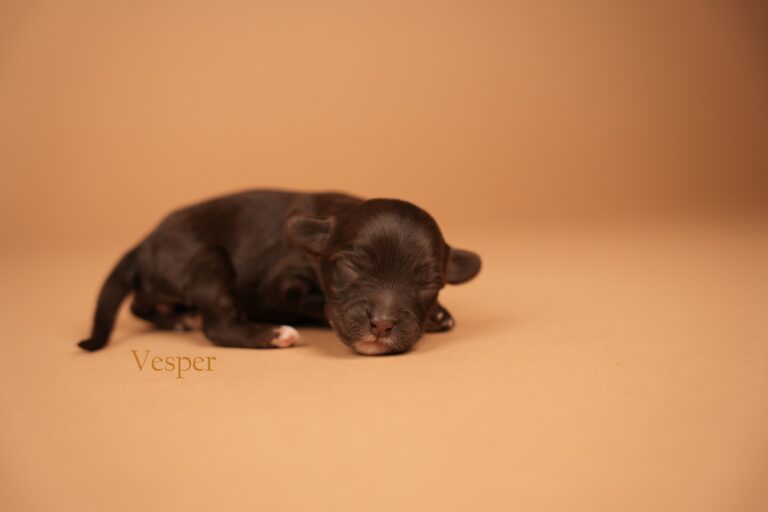 Vesper1