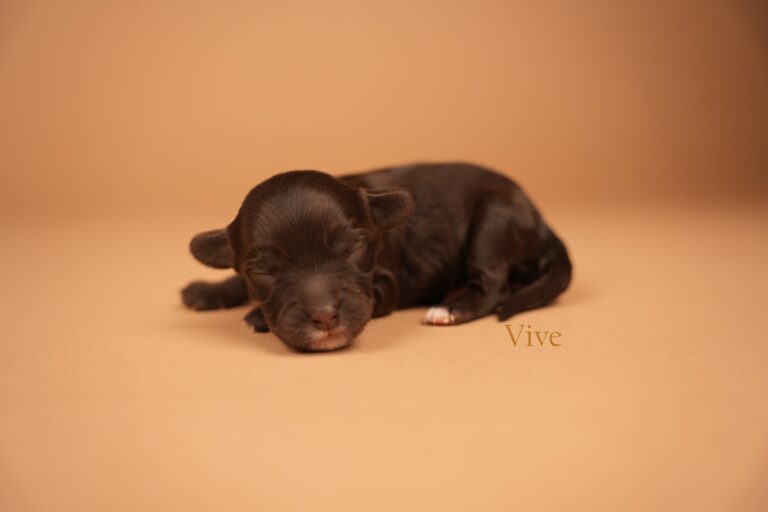 vive1