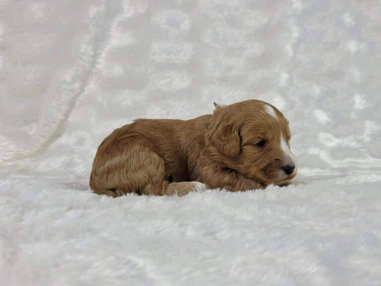 bella2-scaled-3.jpg