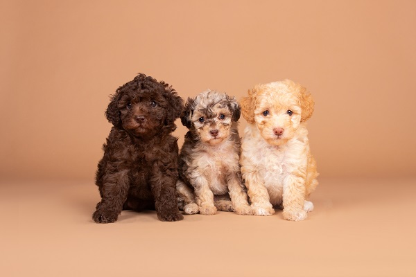 lucybabies.jpg