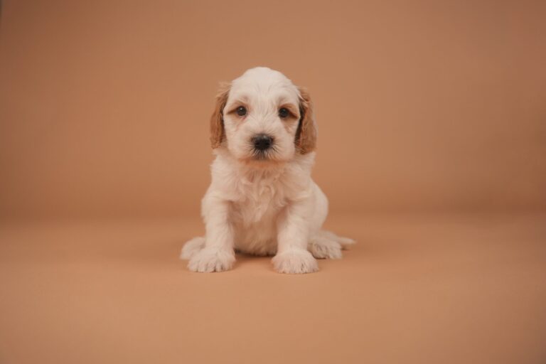 wessel2-scaled
