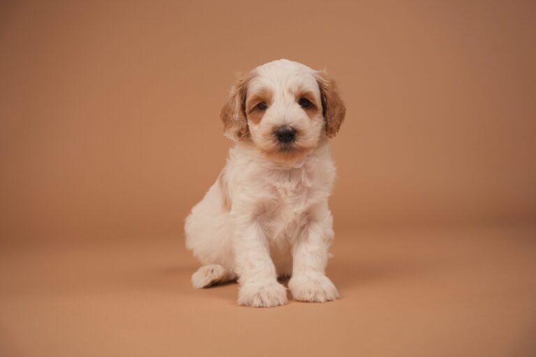 wilbert2-scaled