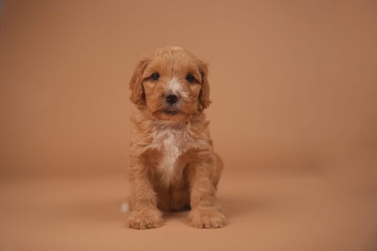 winnie2-scaled